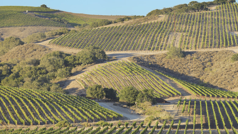 Vineyard in Santa Barbara County 