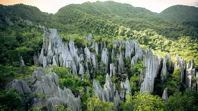 rock pinnacles in Gunung Mulu