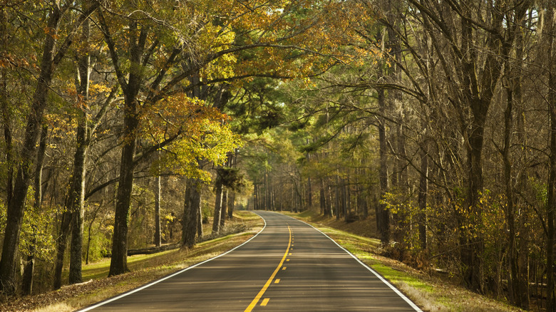 An empty road flanked by forest in early fall