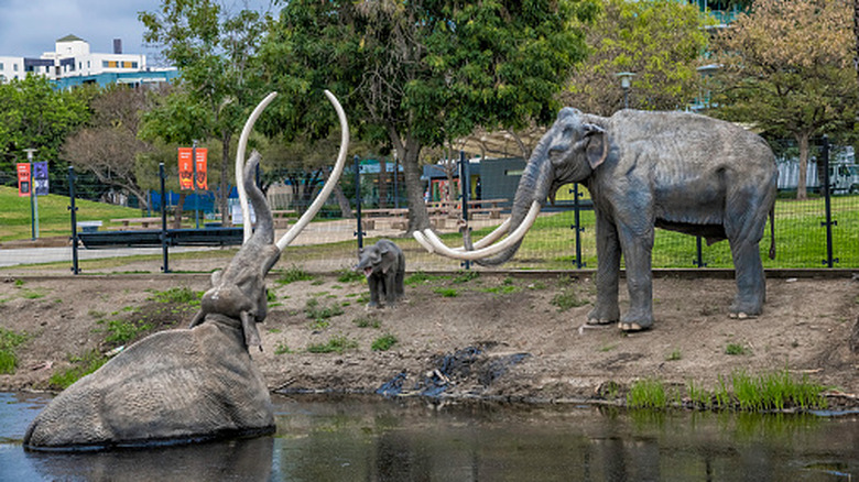 A life-sized diorama of a woolly mammoth trapped in tar at the La Brea Tar Pits.