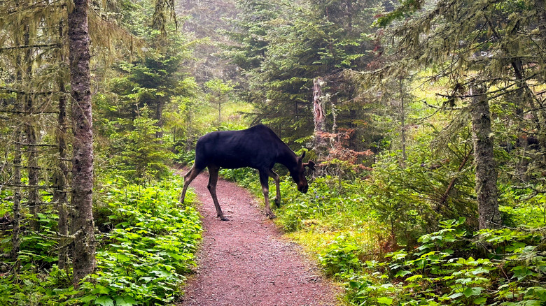 A young moose blocks a hiking trail in the forest of Isle Royale National Park, Michigan