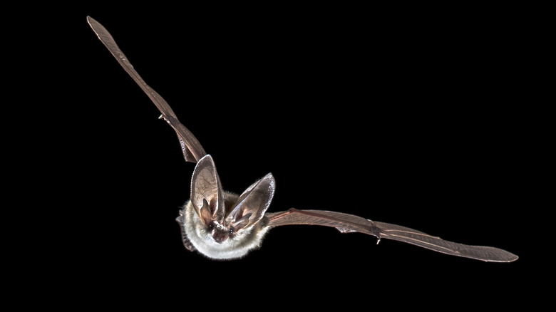 Gray bat flying at night