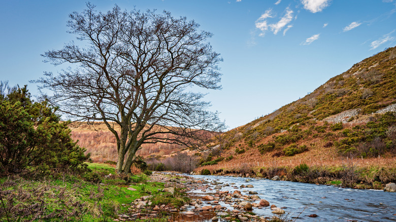 River Breamish and tree in a scenic river valley in Northumberland National Park, near the Cheviot Hills
