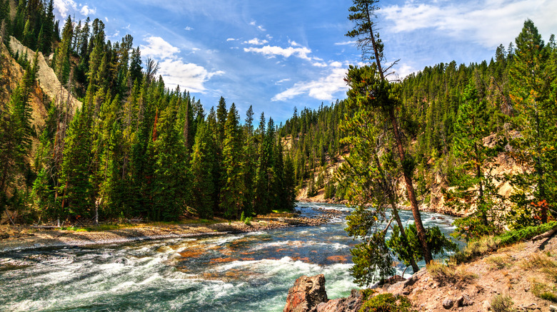 Yellowstone River Flowing Between the Upper and Lower Falls at Yellowstone National Park.