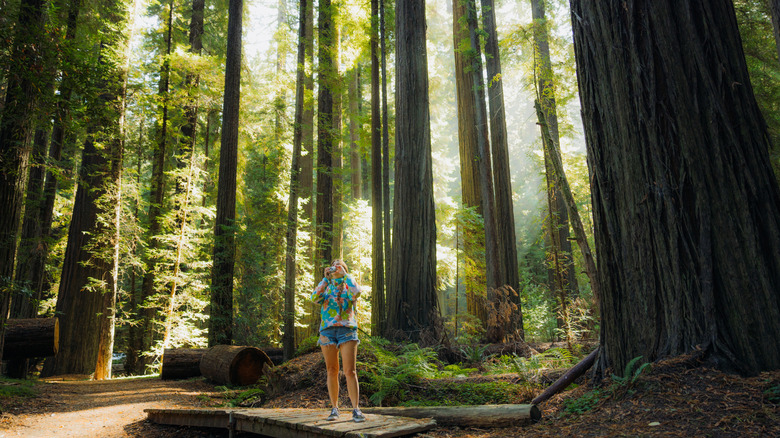 View of female traveller exploring the tallest trees in the world in Redwood National and State Park