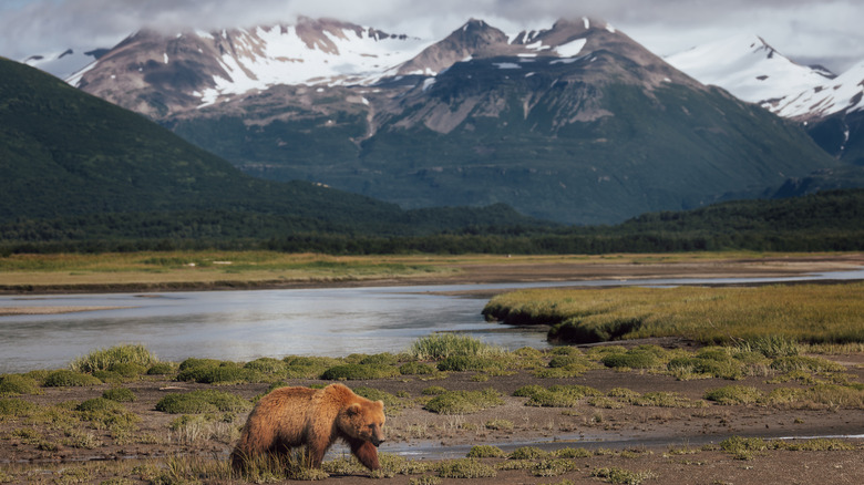 A solitary brown bear in katmai national park alaska