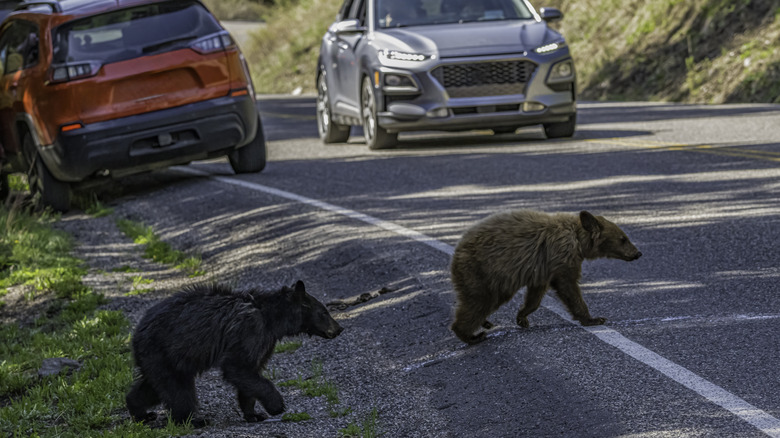 Two young black bears crossing the road in Yellowstone National Park as a car stop to let them cross