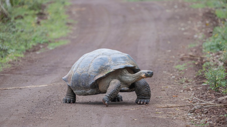 A giant Galápagos tortoise in the Galápagos
