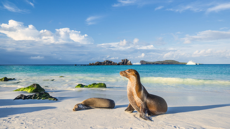 A sea lion on a beach in the Galápagos