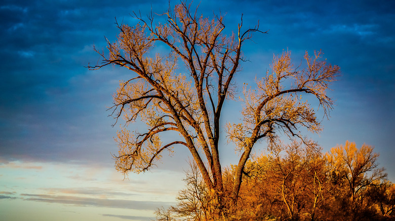 Leaves hang on to a cottonwood tree at sunset at DeSoto National Wildlife Refuge, Missouri Valley, Iowa