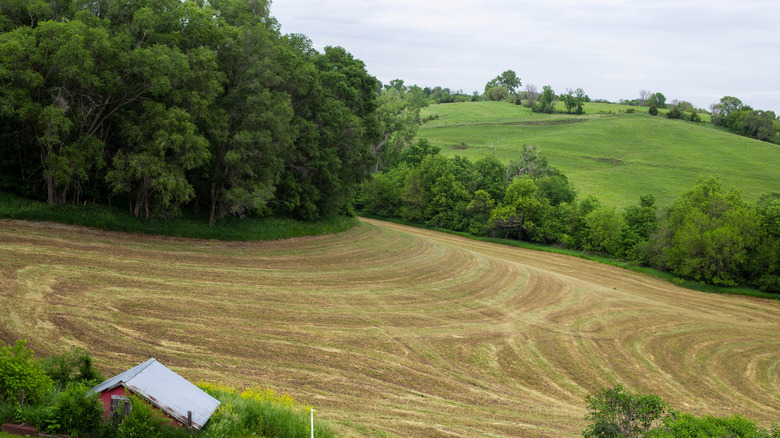 Verdant rolling hills in Missouri Valley, Iowa