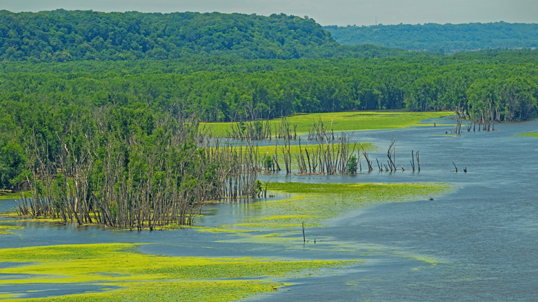 High Water on Mississippi River Forests at Mississippi Palisades State Park, Illinois