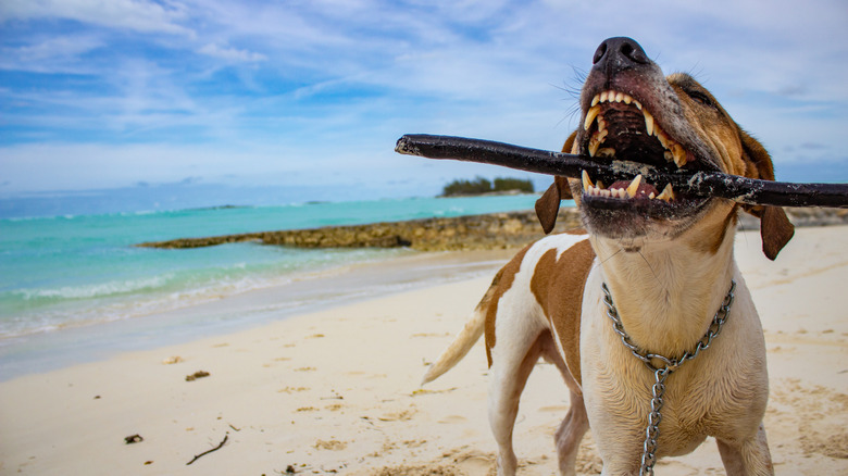 A dog on the beach playing with a stick in its mouth