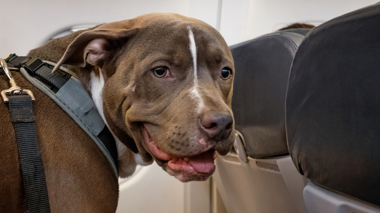 A brown pitbull sits on a plane seat