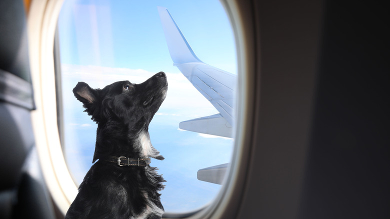 Small black dog sitting in the window seat of a plane looking up