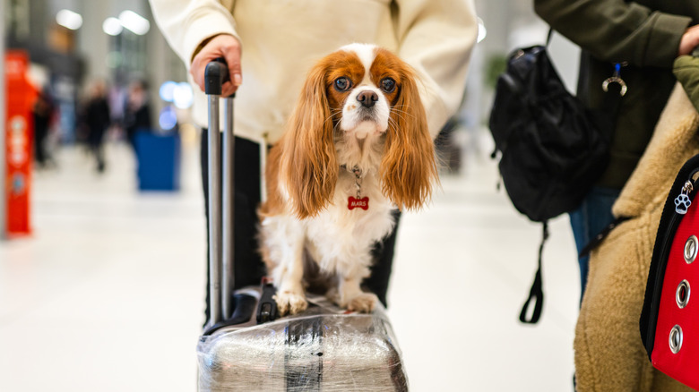 A small brown and white dog rides on its owner's suitcase through an airport