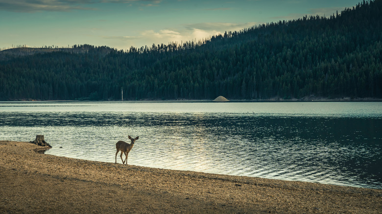 Deer walking along the shoreline of Butt Valley Reservoir in California