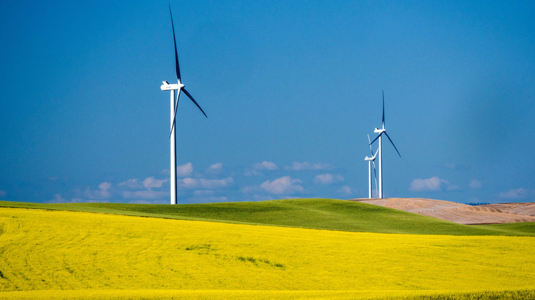 Windmills towering over wheat fields in the Palouse region