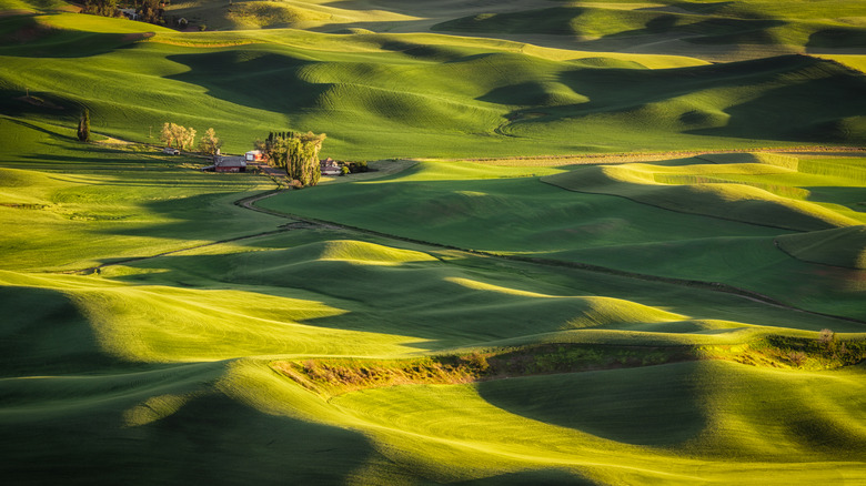 Green wheat fields in Palouse