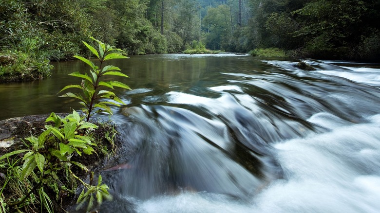 Chattooga River flows swiftly through a forested area