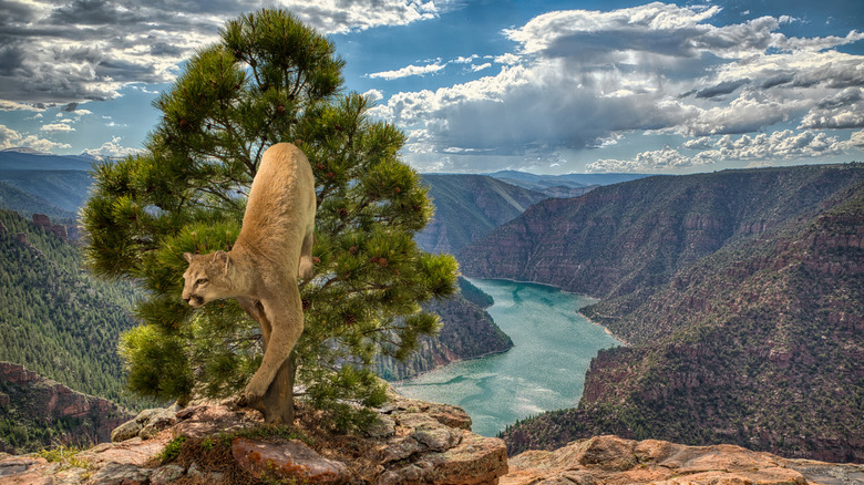 A mountain lion coming out of a tree