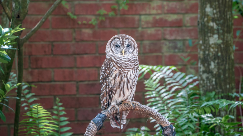 Owl at Audubon Center for Birds of Prey in Maitland and Eatonville, Florida