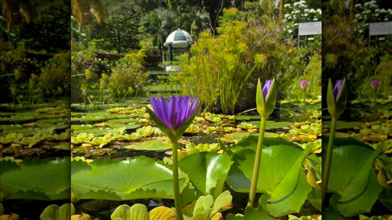 A purple water lily blooming, surrounding by floating leaves and greenery at the St. Vincent Botanical Gardens