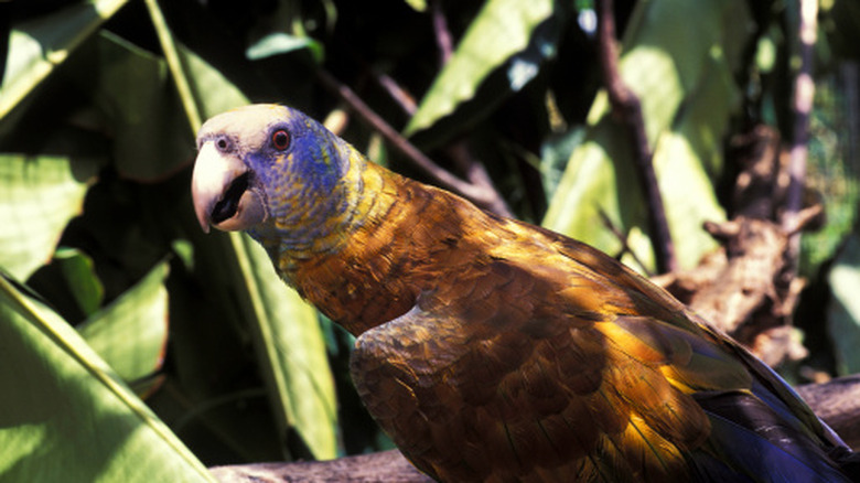 The rare St. Vincent Parrot, often seen at the botanical gardens near Kingstown