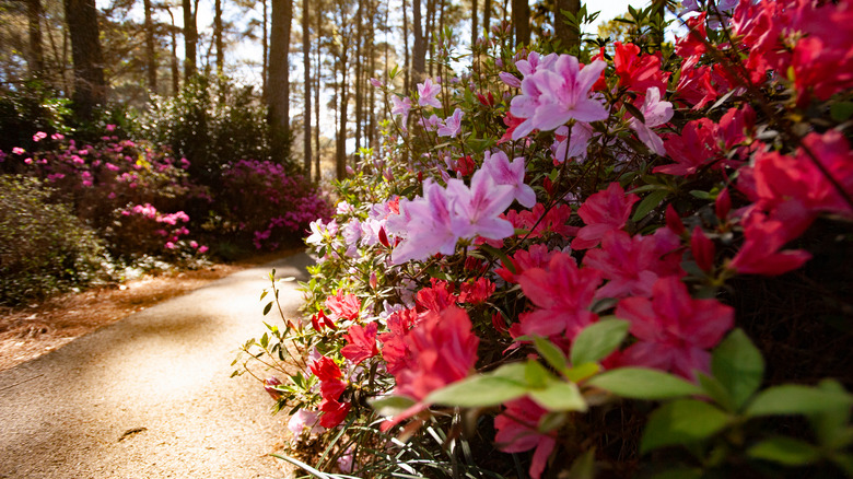 Blooming Azela plants and an outdoor trail
