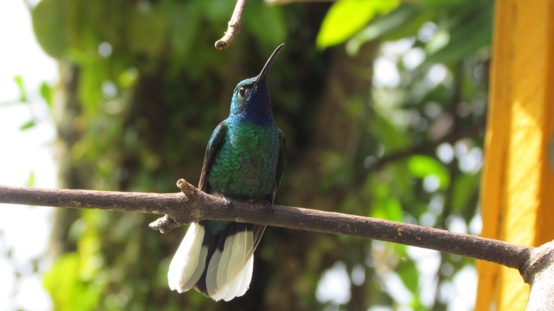 A rare hummingbird sits on a tree branch in Main Ridge