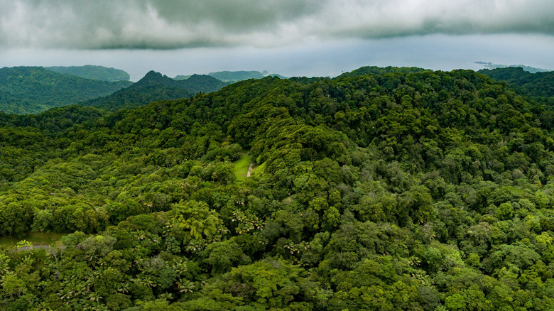 The lush forests of the Main Ridge Forest Reserve spread over some mountains