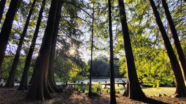 Sun shines through trees with bare pruned trunks and green leaves Maymont Japanese Garden