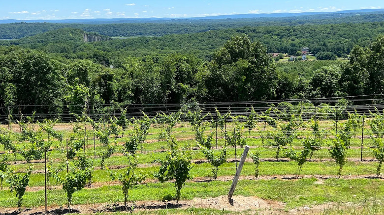 Vines outside of Benmarl Winery