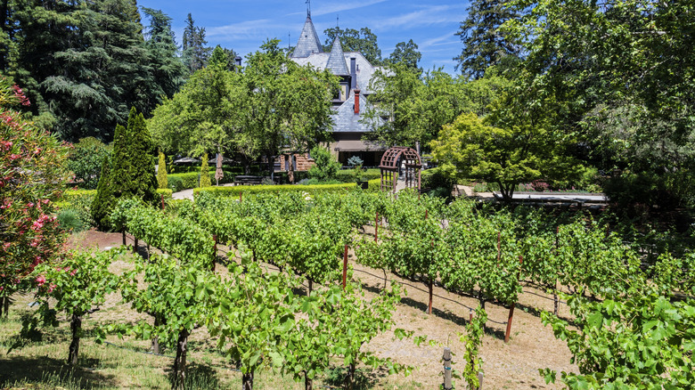 Vines growing outside the Rhine House at Beringer Vineyards