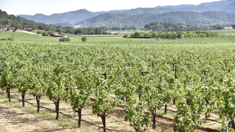 Vines growing in field at Charles Krug Winery