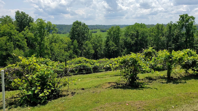 Vines at First Vineyard