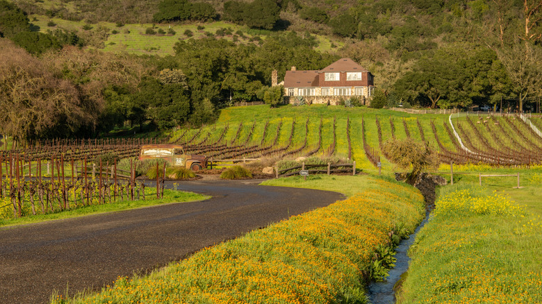 Vines at Gundlach Bundschu Winery