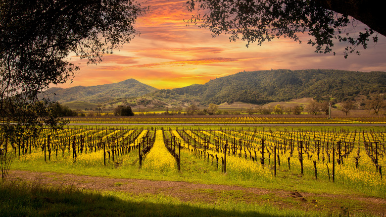 Vineyards in Napa Valley at sunset