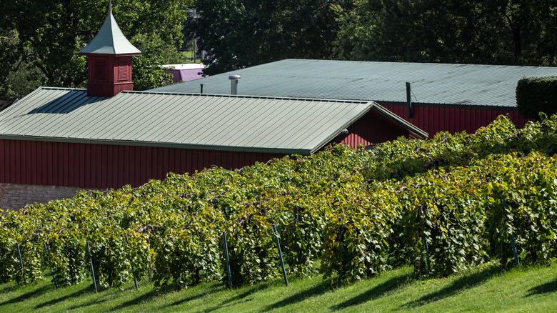 Vines and tasting room exterior at Stone Hill Winery