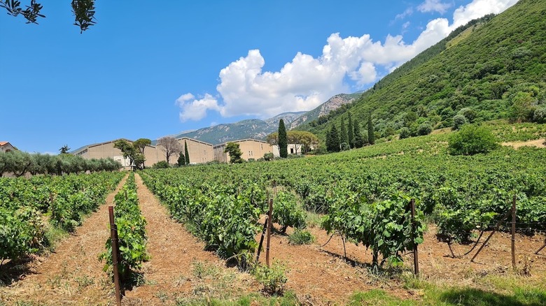 Vineyards at Achaia Clauss