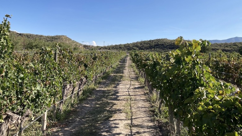 Vineyards at Casa Madero