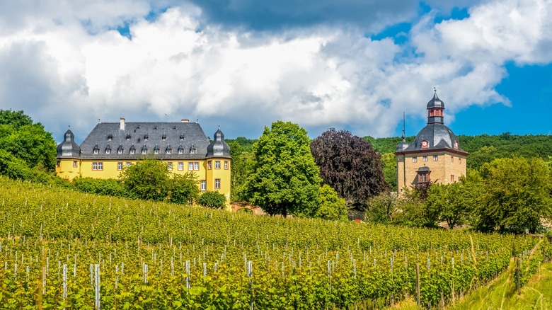 Vineyards at Schloss Vollrads