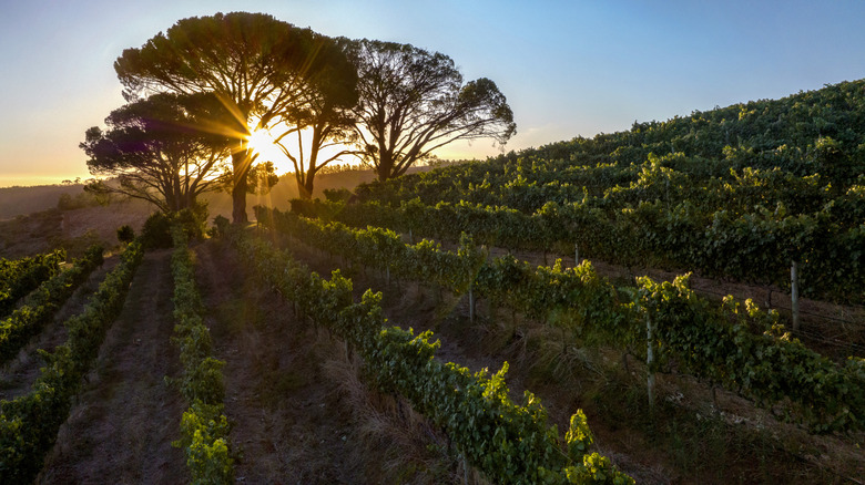 Vineyard at Rustenberg Wines at sunset