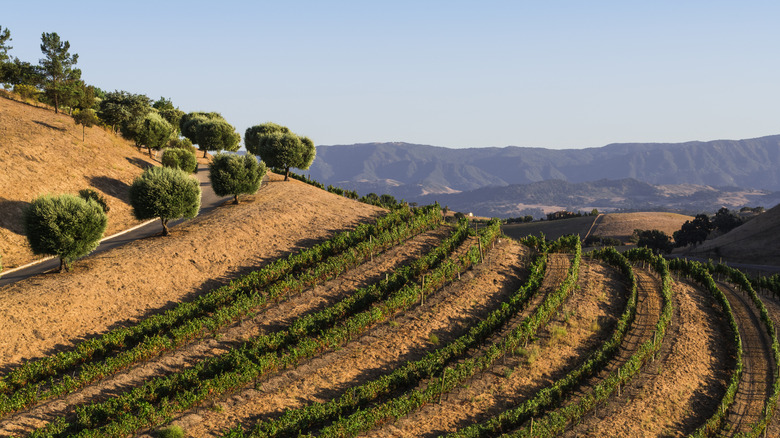 Vineyards and olive trees in Los Olivos, California