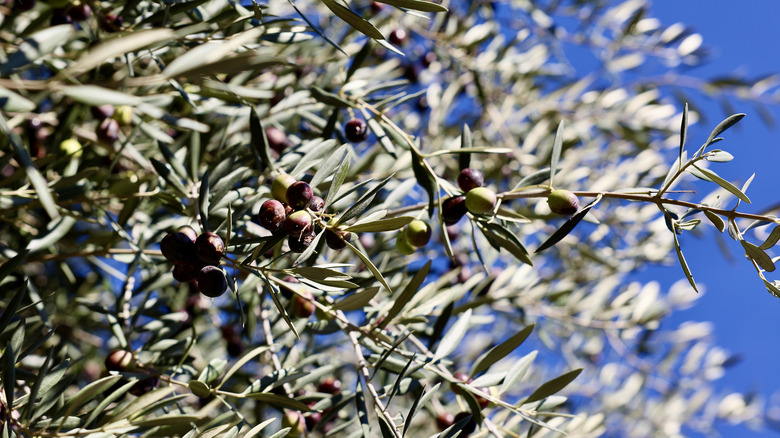Olives in Los Olivos, California