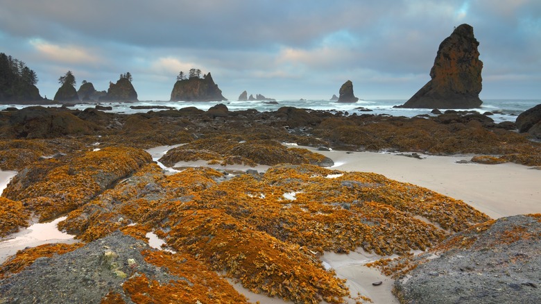 Sea stacks at Shi Shi Beach, Washington