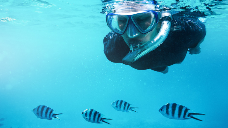 snorkeler and striped fish