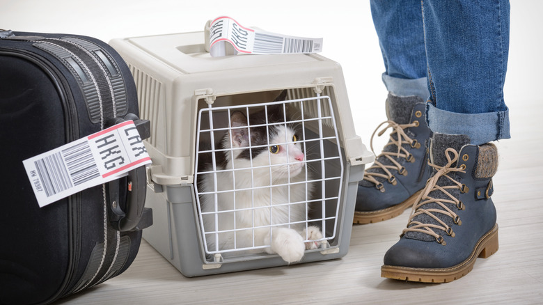 Cat in a pet carrier next to a piece of luggage