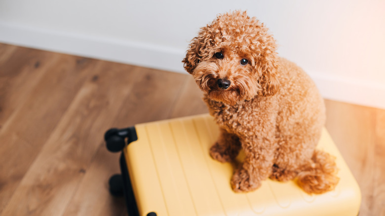 Small poodle sitting on a suitcase