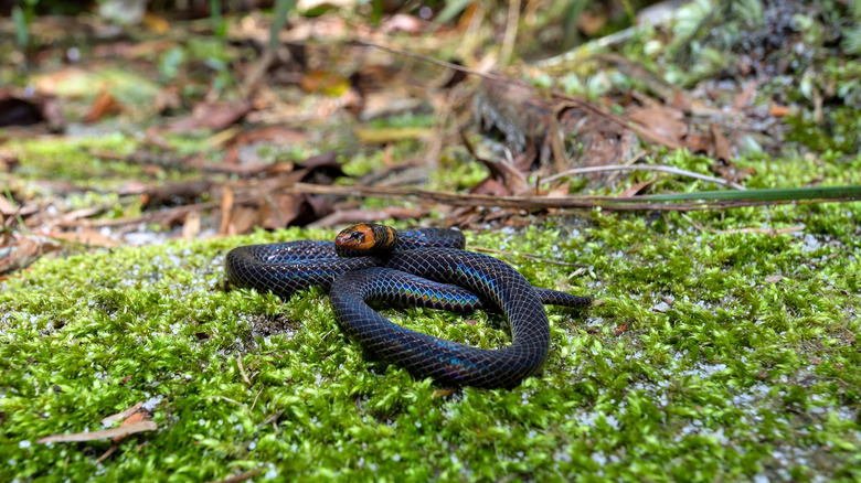 A reed snake sits on a mossy rock